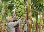 کشت بیش از ۵۰ هزار مترمربع موز در گلخانه‌های یزد