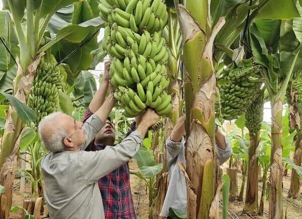 کشت بیش از ۵۰ هزار مترمربع موز در گلخانه‌های یزد