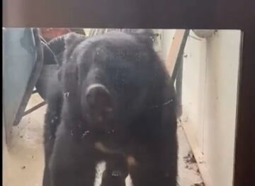 ژاپن، ارتشش را برای مقابله با هجوم خرس‌ها به مناطق شهری مستقر کرد