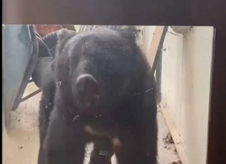 ژاپن، ارتشش را برای مقابله با هجوم خرس‌ها به مناطق شهری مستقر کرد