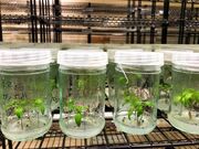 تولید سالیانه ۳۰ تا ۵۰ هزار اصله نهال در آزمایشگاه تخصصی کشت‌بافت گیاهی همدان