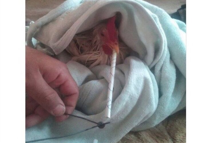 واکنش اتحادیه مرغداران گوشتی به ادعای مرغ تریاکی