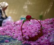 نام گل محمدی ایران در فهرست موقت یونسکو