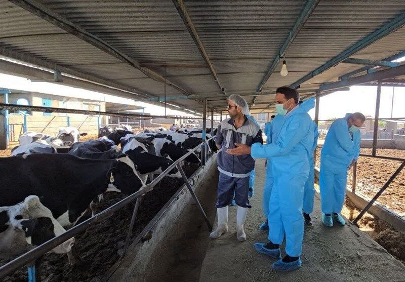 واکسیناسیون جمعیت دامی ادامه دارد