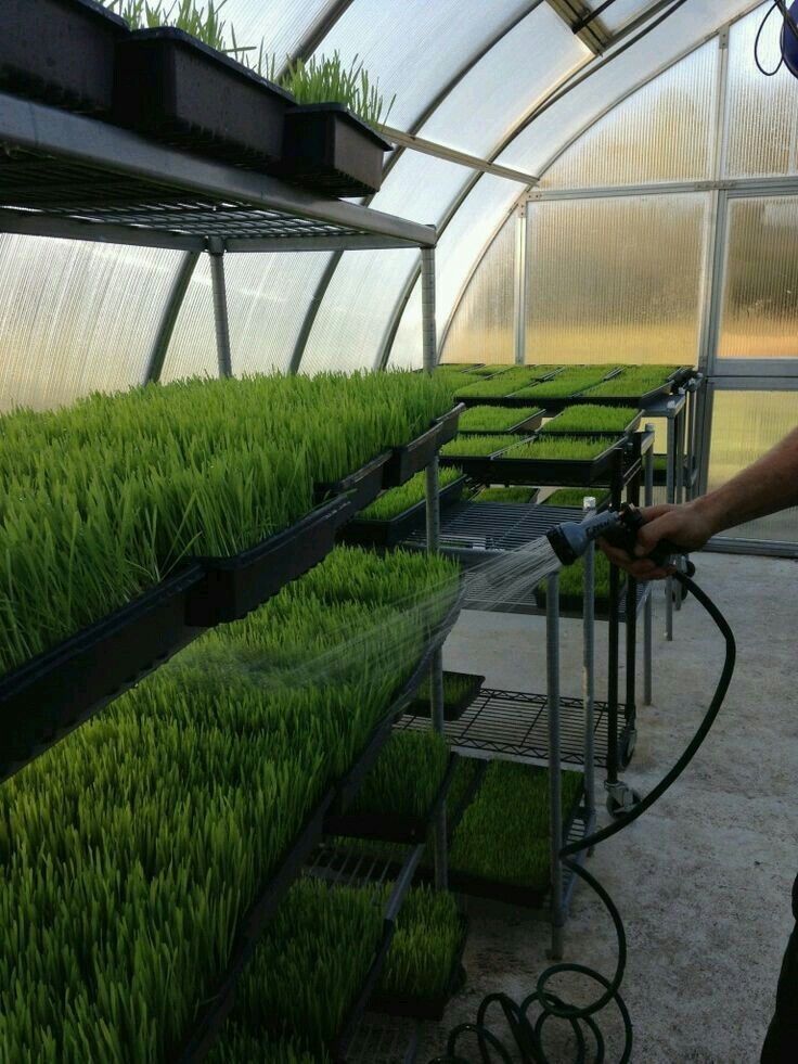 کشت علوفه هیدروپونیک در فارس همراه با مزایا و معایب و راهنمای کامل