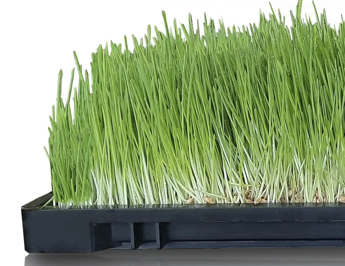 کشت علوفه هیدروپونیک در فارس همراه با مزایا و معایب و راهنمای کامل