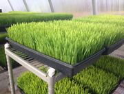 کشت علوفه هیدروپونیک در فارس همراه با مزایا و معایب و راهنمای کامل