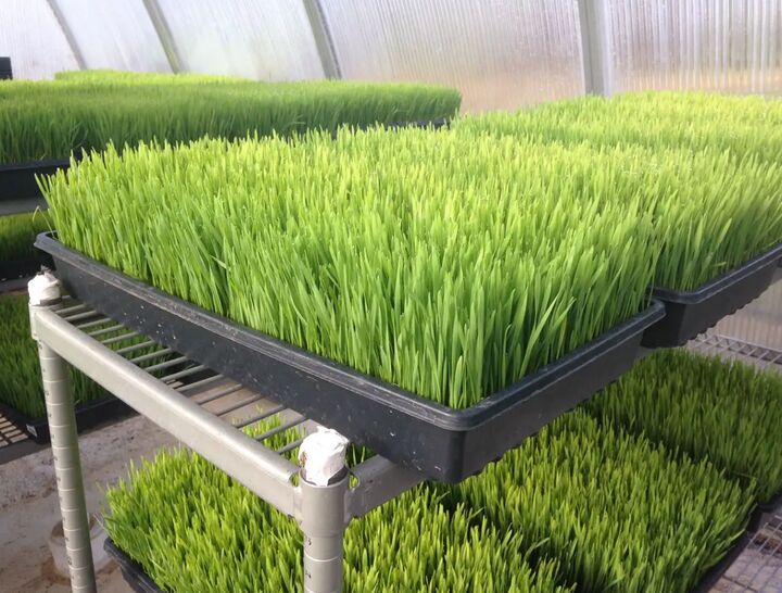 کشت علوفه هیدروپونیک در فارس همراه با مزایا و معایب و راهنمای کامل