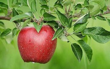 آماده‌سازی ۴۹۰ سردخانه برای ذخیره‌سازی ۱.۳ میلیون تن سیب درختی در آذربایجان‌غربی