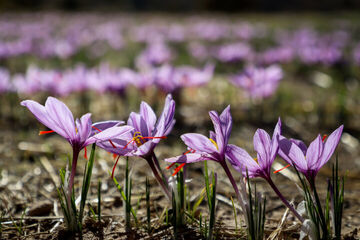 ۱۹ هزار میلیارد تومان اعتبار، ره‌آورد سفر استانی دولت به سرزمین طلای سرخ