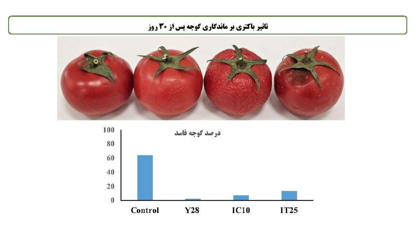 معرفی نخستین کود زیستی ایرانی برای افزایش عملکرد، کیفیت و ماندگاری گوجه‌فرنگی