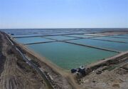 برداشت میگو از مزارع پرورشی استان بوشهر به حدود ۱۵ هزار تن رسید