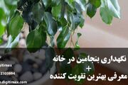 نگهداری بنجامین در خانه + معرفی بهترین تقویت کننده