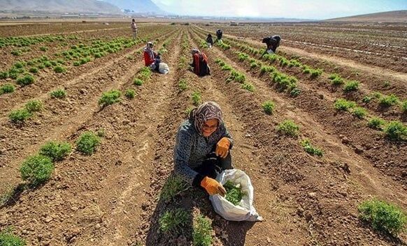 ایجاد مزارع الگویی گیاهان دارویی کم‌آب در تربت‌حیدریه