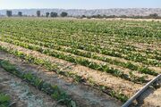 آغاز کشت تنباکو در ۱۵۰ هکتار از اراضی پارسیان