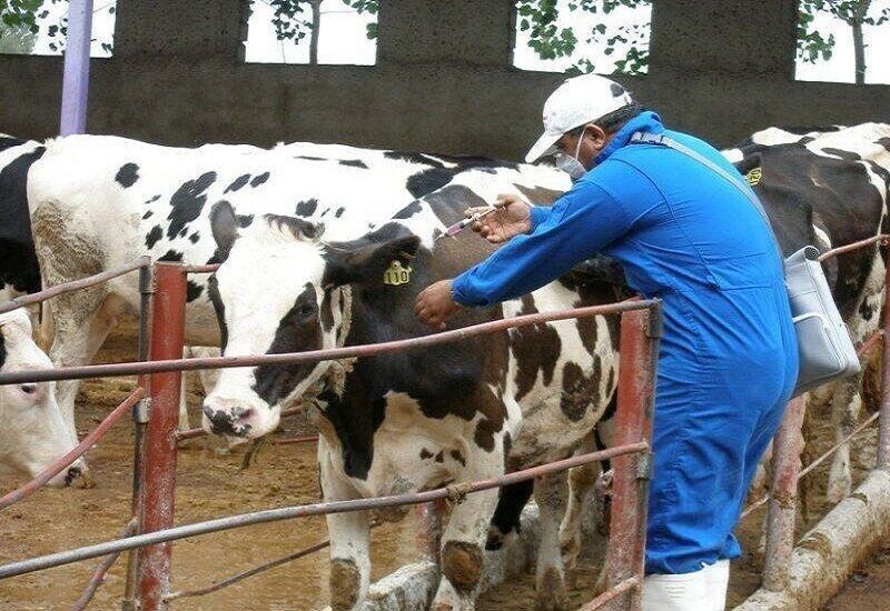 کاهش ۲.۵ درصد تولید شیرخام در پی بیماری تب برفکی؛ ۸ میلیون دز واکسن وارد شد