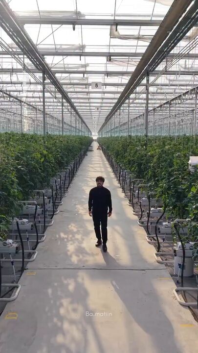 گلخانه ۵ هکتاری در کردستان که با زنبورها کنترل می شود