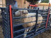 پیش بینی بازار ۸۴میلیارد دلاری تجهیزات دامپروری تا ۲۰۳۲