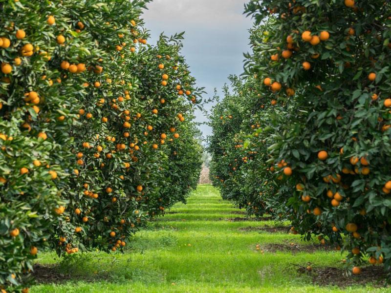 بهترین کود برای مرکبات شمال