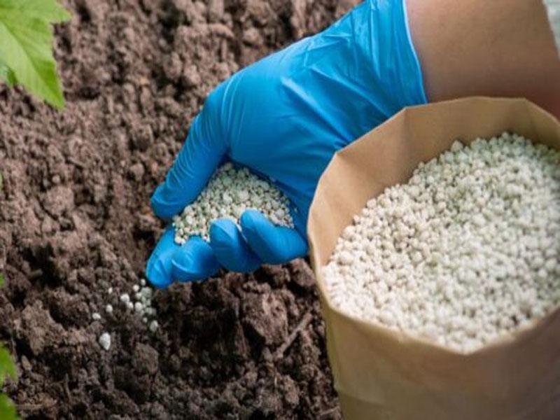 بهترین کود برای مرکبات شمال