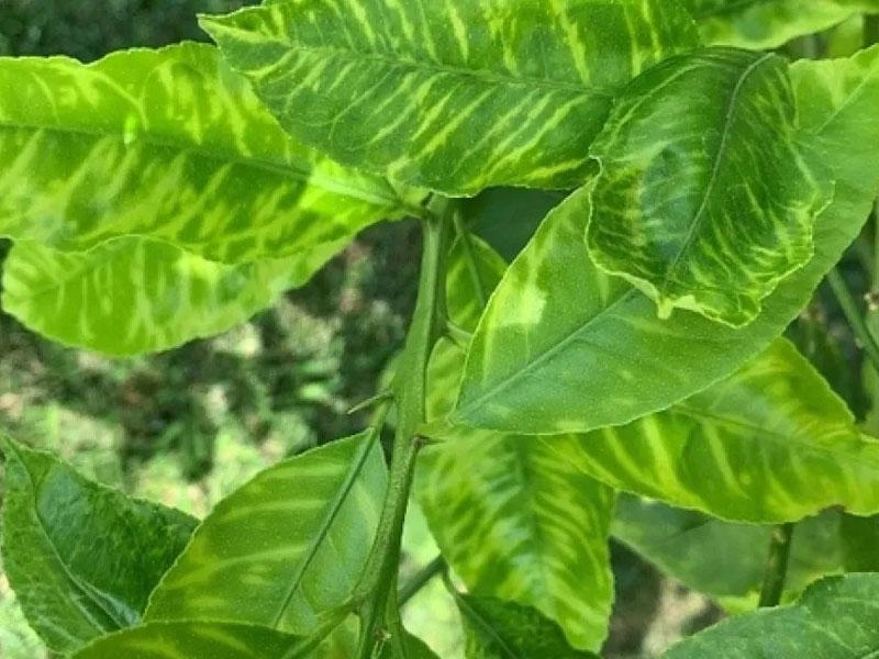 بهترین کود برای مرکبات شمال