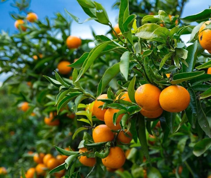 بهترین کود برای مرکبات شمال