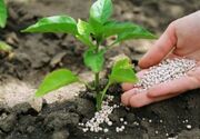 تأمین بیش از ۱۶ هزار تن کود از ابتدای سال تا کنون در گلستان