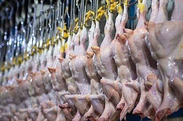 مرغ ارزان شد؛ قیمت جدید اعلام شد