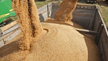 قیمت انواع نهاده های دامی و محصولات کشاورزی ۲۴ مرداد ۱۴۰۵