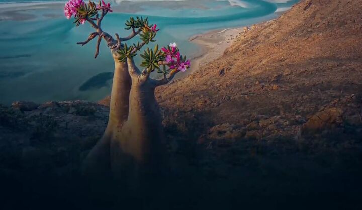 شطرنج انرژی در خلیج عدن| سقطری، مروارید یمنی در چنگال امارات