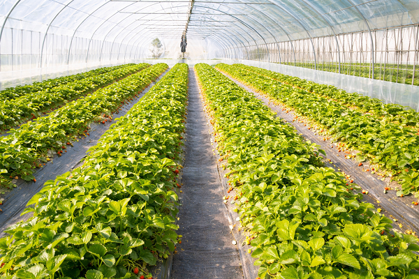 پرسودترین محصولات گلخانه‌ای در سال ۱۴۰۵