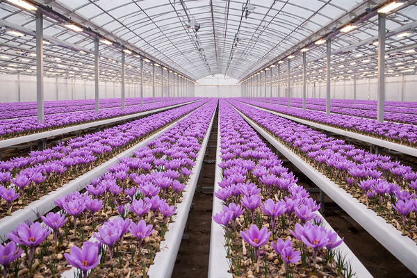 پرسودترین محصولات گلخانه‌ای در سال ۱۴۰۵