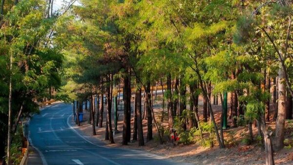 آغاز کاشت ۲۵ هزار نهال در چیتگر