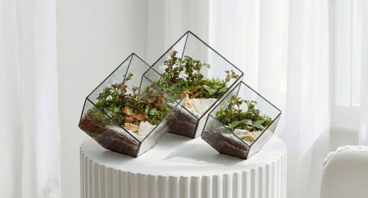 گیاه تراریوم چیست؟ راهنمای جامع انتخاب و نگهداری صحیح