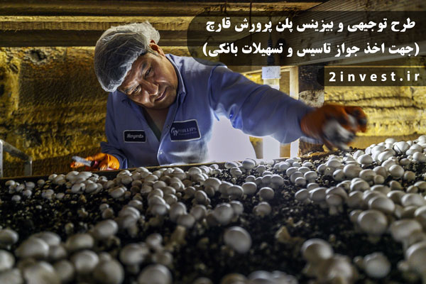 ۲۰ طرح توجیهی کسب و کار کشاورزی و دامپروری درآمدزا و پولساز