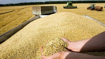 بازی با قیمت گندم؛ قمار بر سر نان مردم