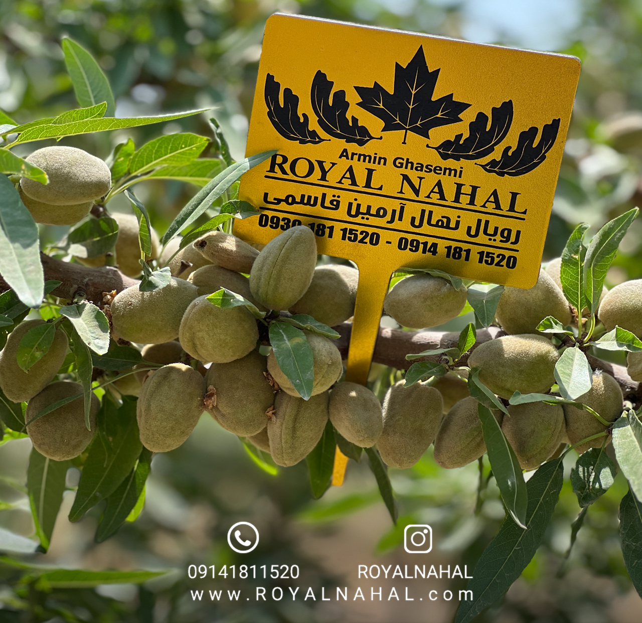 تحلیل بازار نهال بادام در سال ۲۰۲۶؛ بهترین زمان خرید و کاشت