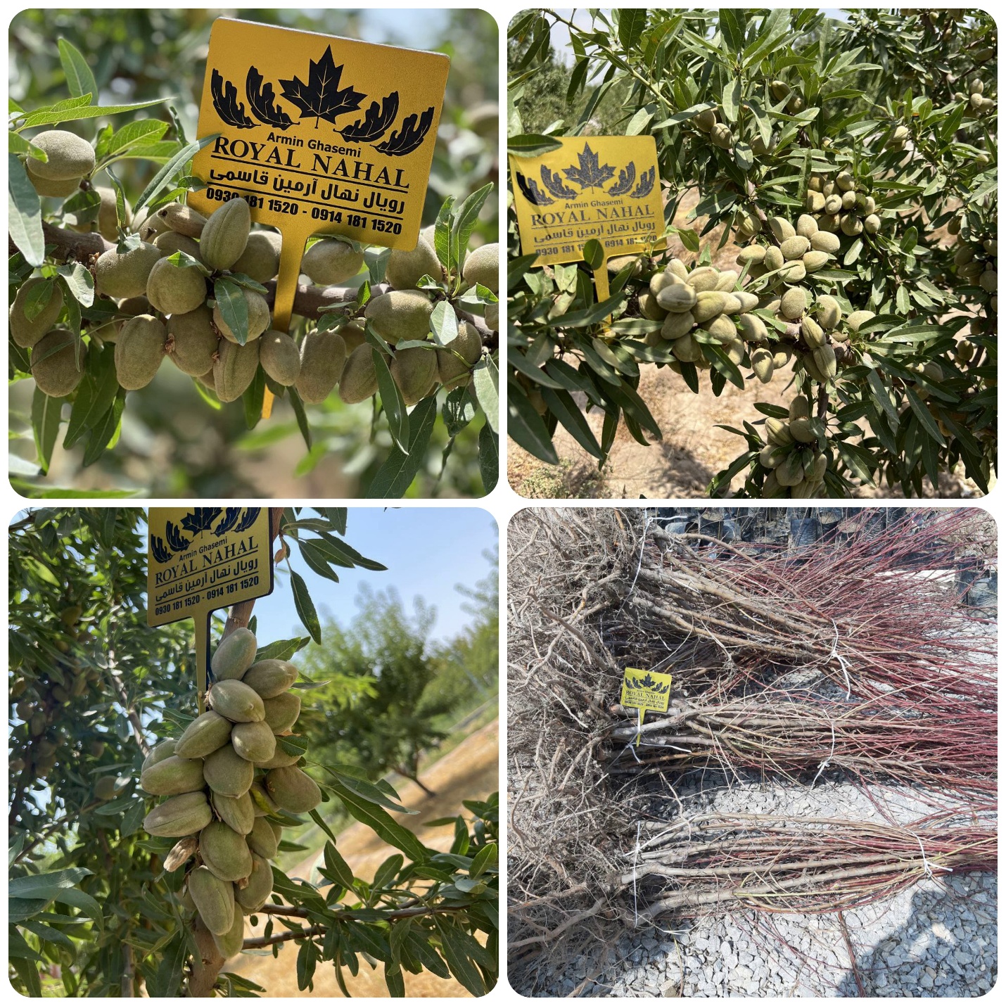 تحلیل بازار نهال بادام در سال ۲۰۲۶؛ بهترین زمان خرید و کاشت