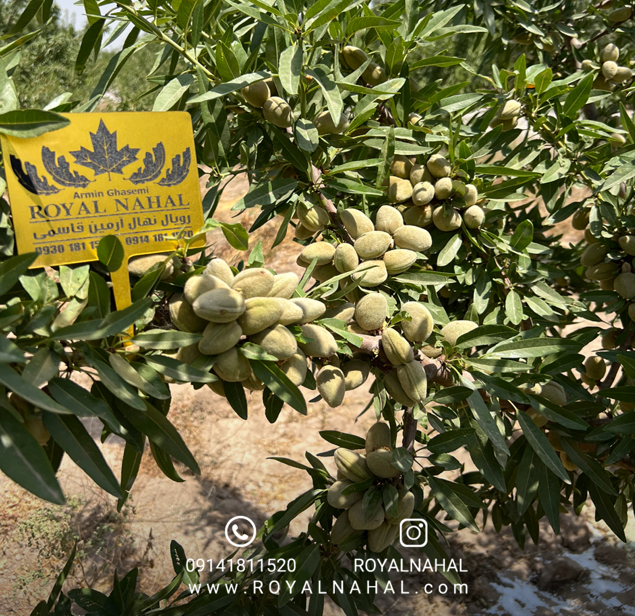 تحلیل بازار نهال بادام در سال ۲۰۲۶؛ بهترین زمان خرید و کاشت