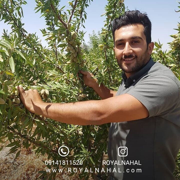 تحلیل بازار نهال بادام در سال ۲۰۲۶؛ بهترین زمان خرید و کاشت