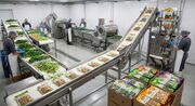 هزینه راه اندازی کارگاه بسته بندی سبزیجات