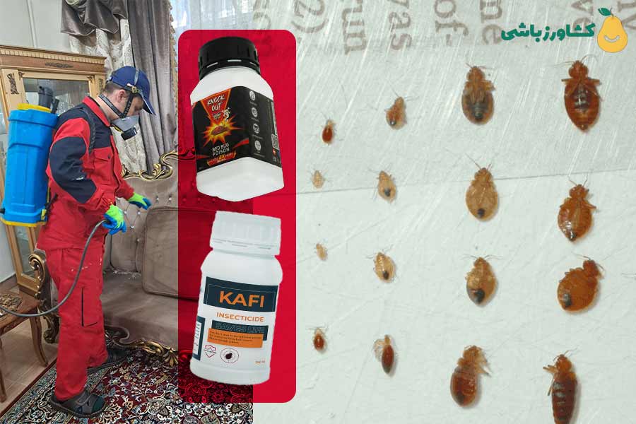 از بین بردن ساس خانگی با سم ساس ناک اوت و سم ساس کافی