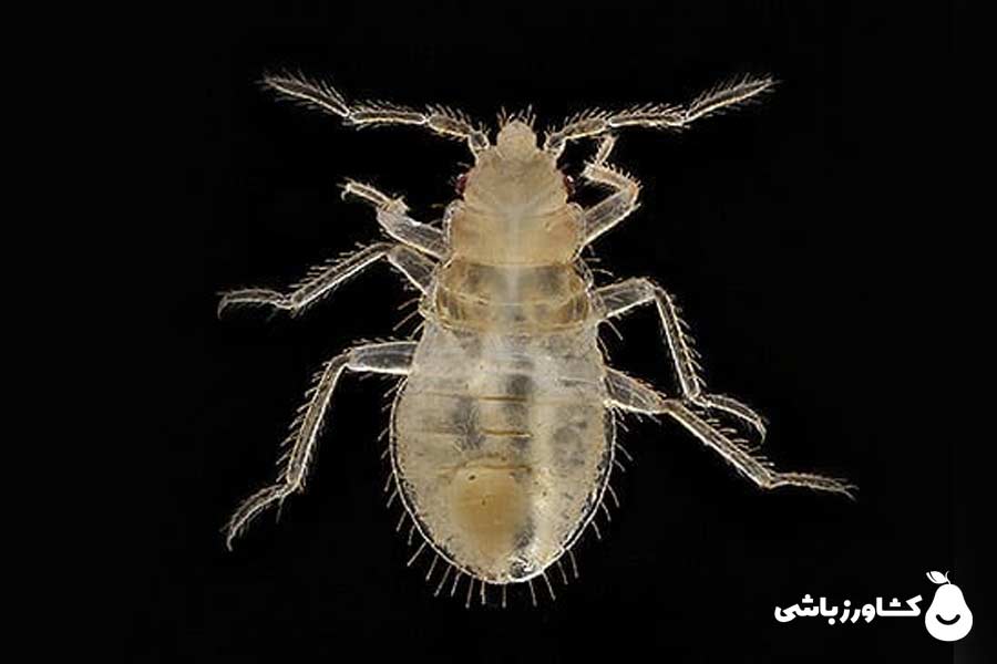 عکس ساس سفید ( نمف : ساس نابالغ یا Nymph )