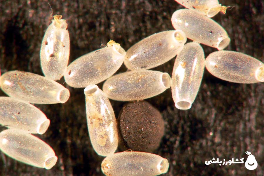 عکس ساس سفید (تخم ساس)