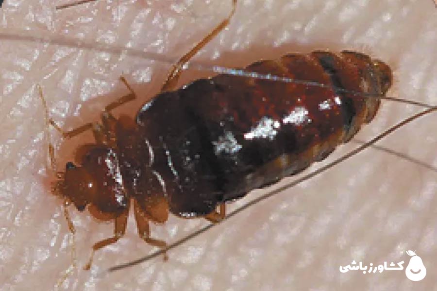 عکس ساس سیاه بالغ