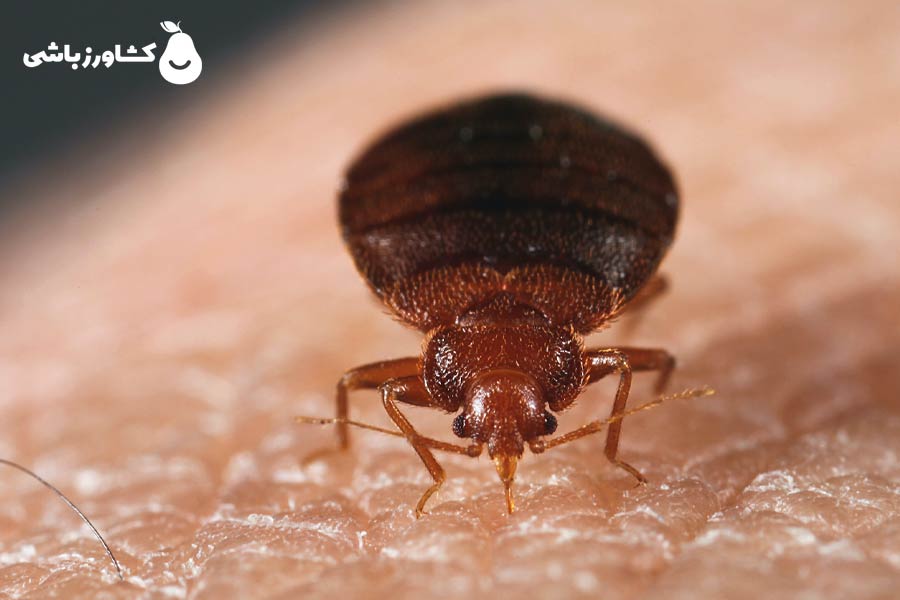 عکس ساس سیاه خانگی (لحظه تغذیه از خون، روی پوست انسان)