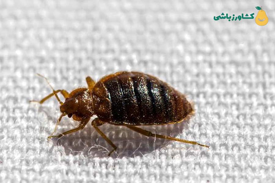 عکس ساس سیاه (ساس تازه تغذیه کرده)