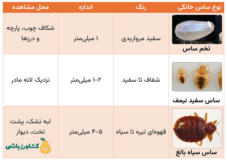 راهنمای تصویری ظاهر ساس خانگی
