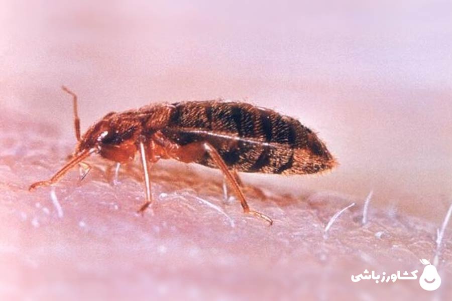 عکس ساس خانگی از نمای نزدیک