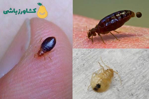 عکس ساس خانگی [ عکس ساس سیاه - عکس ساس سفید ]